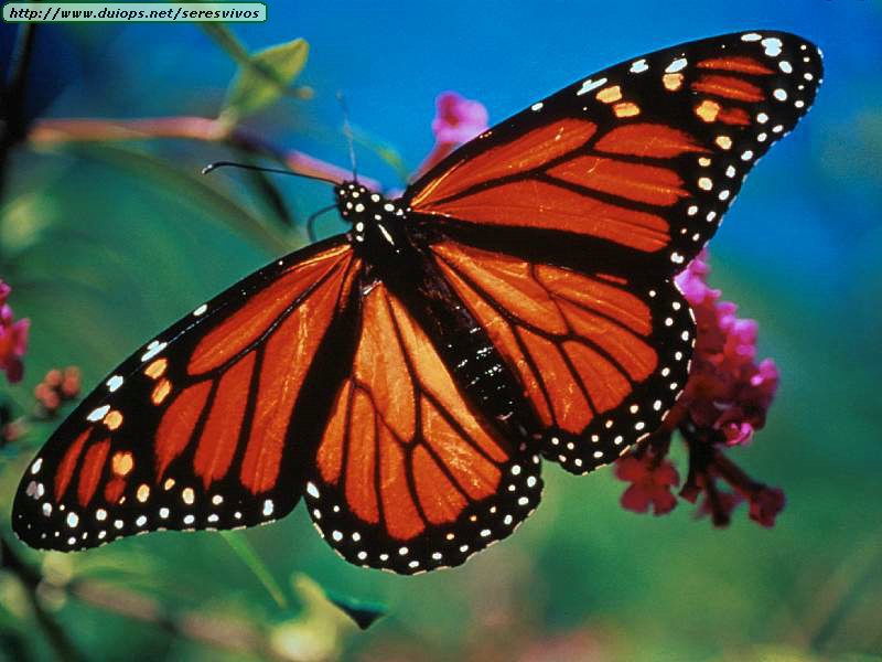image: Monarch%20Butterflies