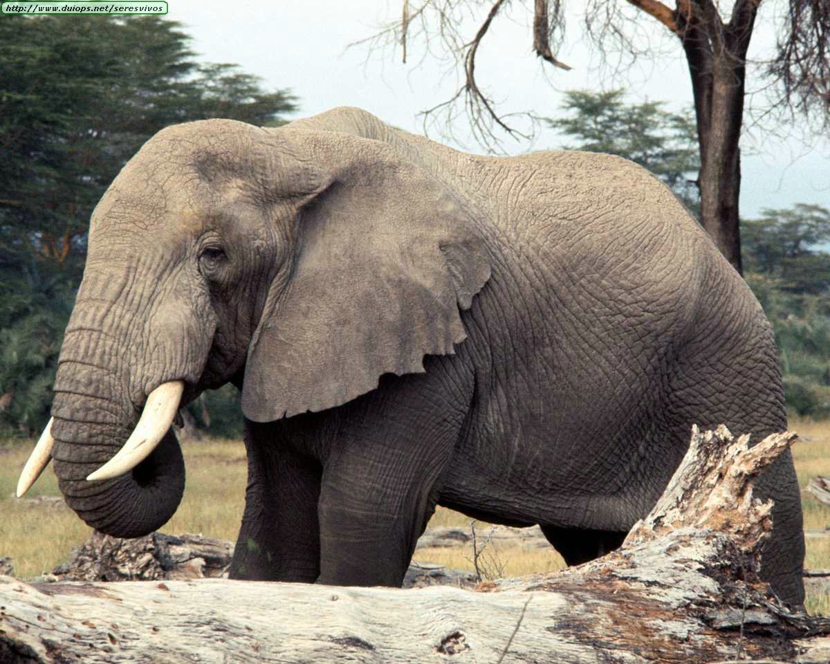 Animal backs. Слон. Слоны картинки. Слон в зоопарке. Слон состоит из хобота ушей и бегемота.