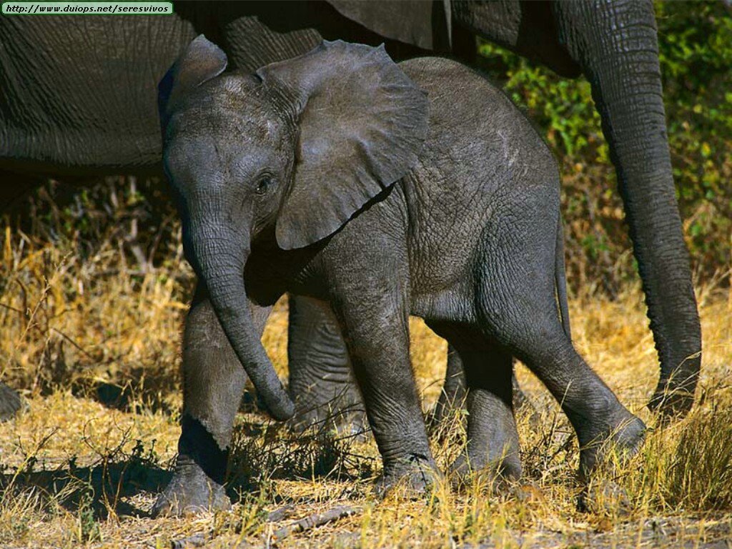 Сколько слонов в мире. Животный мир слон. Мир слонов. Жизнь слонов мир природы. Мышаслон фото.