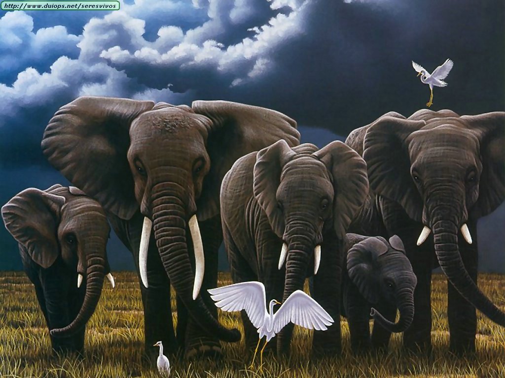 Слон группа организмов. Слоны. Слоны семья. Картины со слонами. Слоны три красивые.