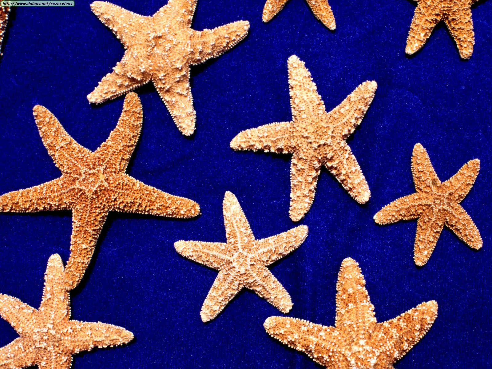 Estrellas de mar disecadas