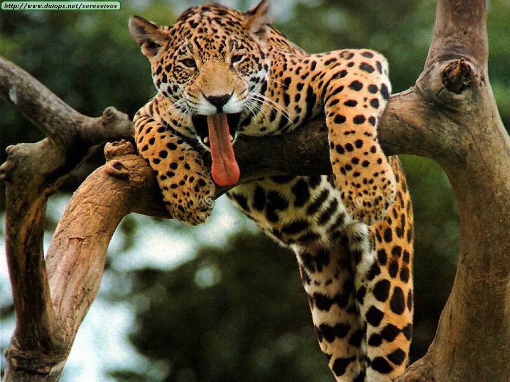Jaguares y leopardos