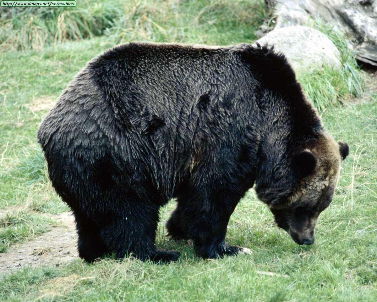 Bear bones. Бурый медведь в Кыргызстане. Дикие животные Киргизии. Дикие животные Таджикистана. Животные лесов Кыргызстана.