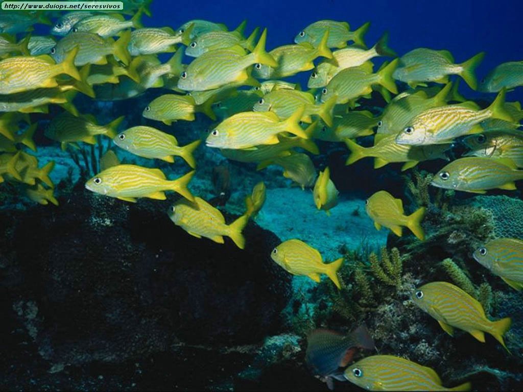 Рыбы 11 класс. Биологические ресурсы океана. Биологические ресурс мирового океана. Рыбы в водной среде. Богатства океана.