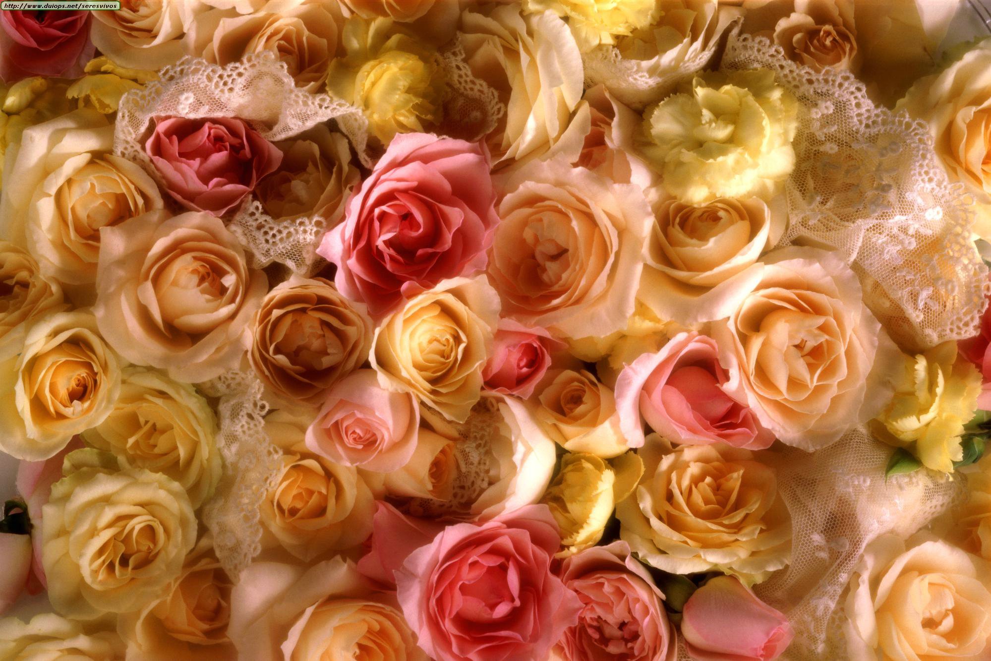 Фон розочки. Розы фон. Розы разные. Много красивых цветов. Бежевые розы.