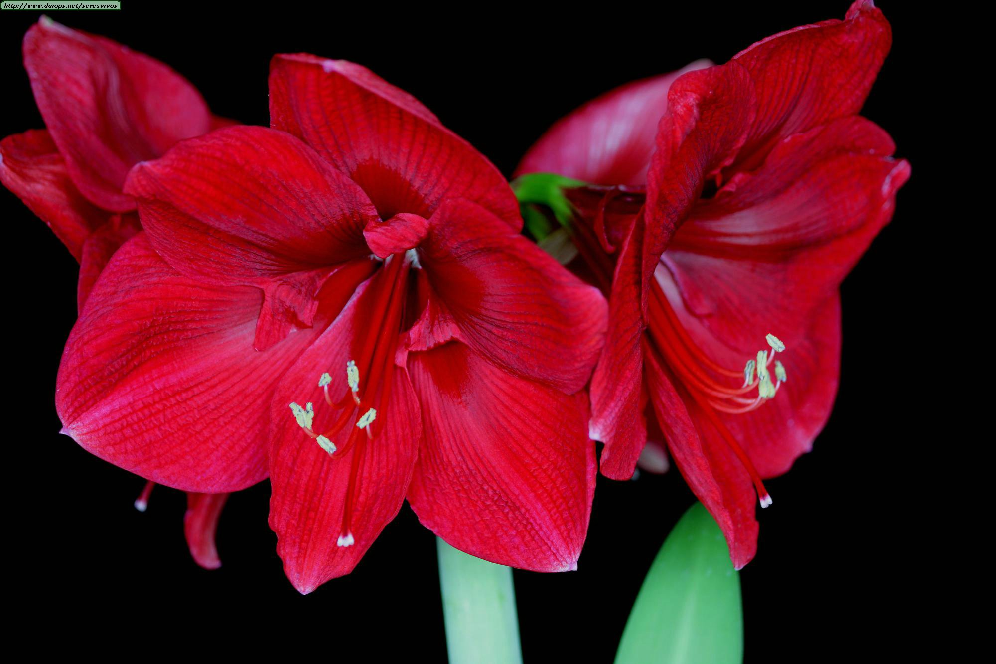 Цветок похожий на лилию на толстом. Амарилис. Амариллис цветок красный. Гиппеаструм амариллис. Лилия гиппеаструм.