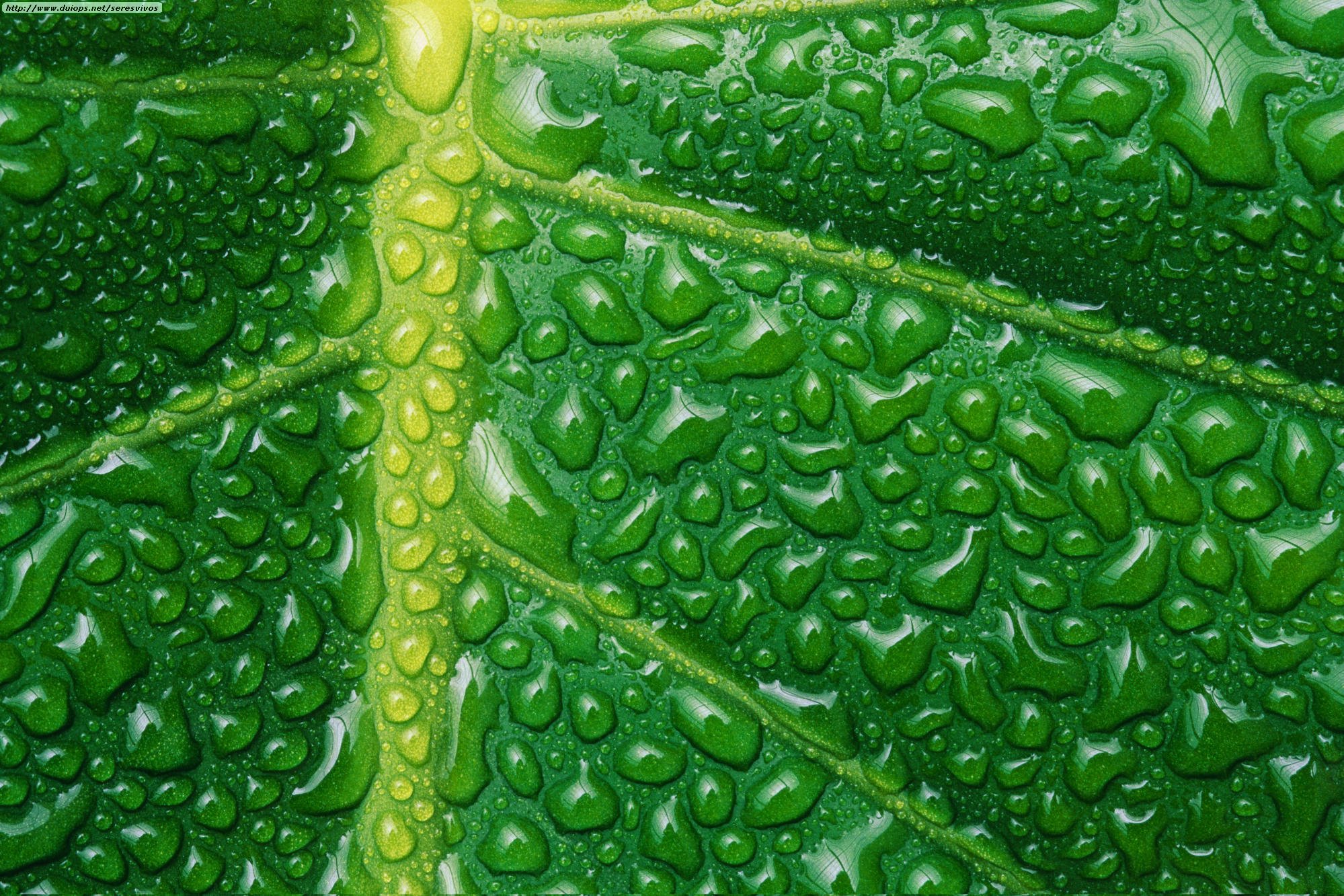 Зеленый цвет болезни. Хлорофилл зеленый. Хлорофилл в листьях. Зеленый цвет. Красивый зеленый цвет.